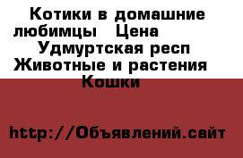 Котики в домашние любимцы › Цена ­ 5 000 - Удмуртская респ. Животные и растения » Кошки   